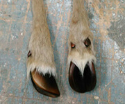 造形作品画像047動物の脚